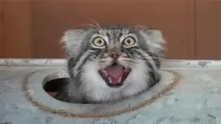 Кот вылезает из трубы