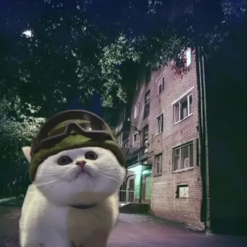 Кот смотрит салют