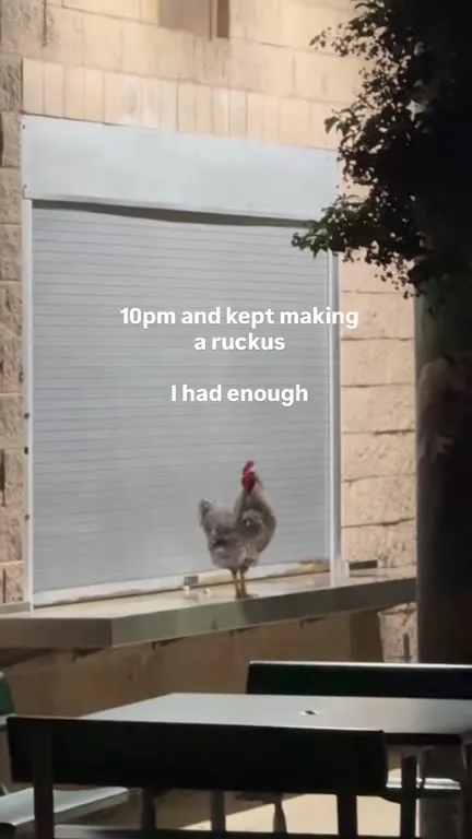 Chicken Has Had Enough