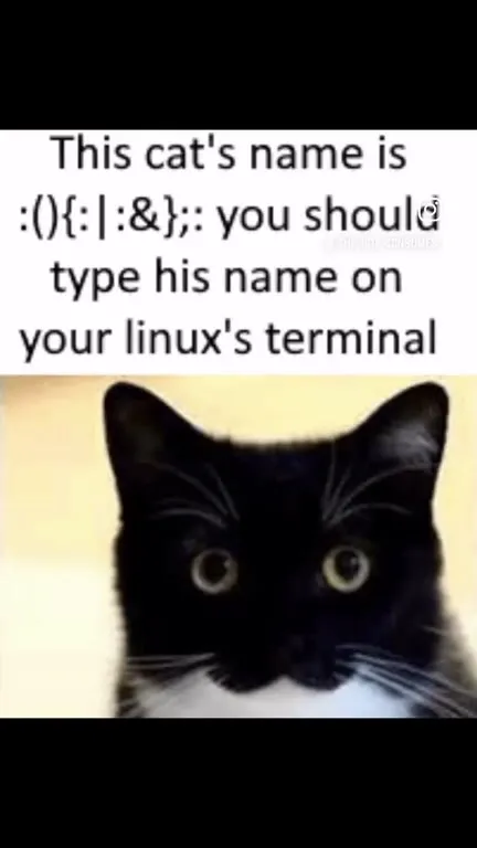 Linux Terminal Cat Name
