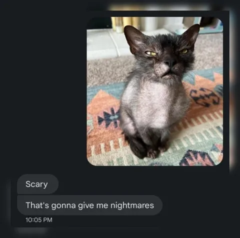 Scary Cat Nightmares Reaction
