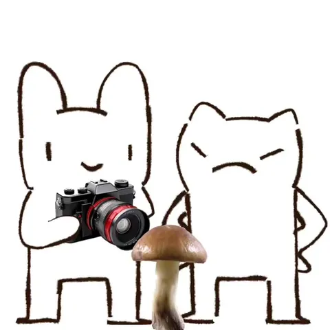Кот фотографирует гриб