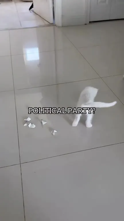 Kitten Chooses Its Identity