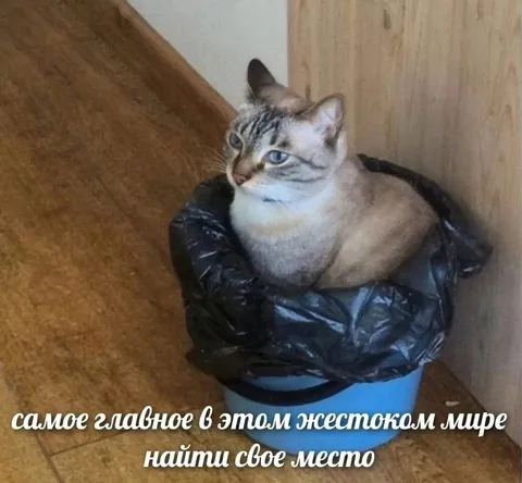 Кот нашёл своё место
