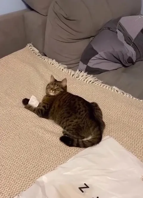 Кот услышал шорох