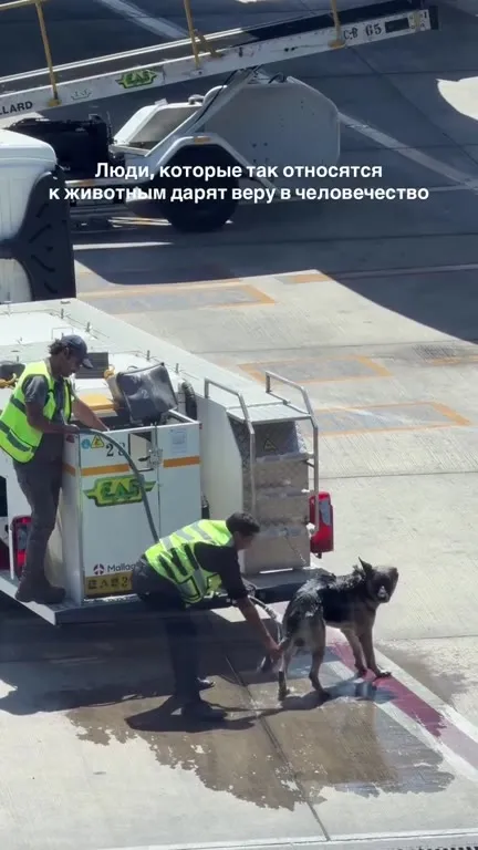 Собака помогает обслуживать самолёты