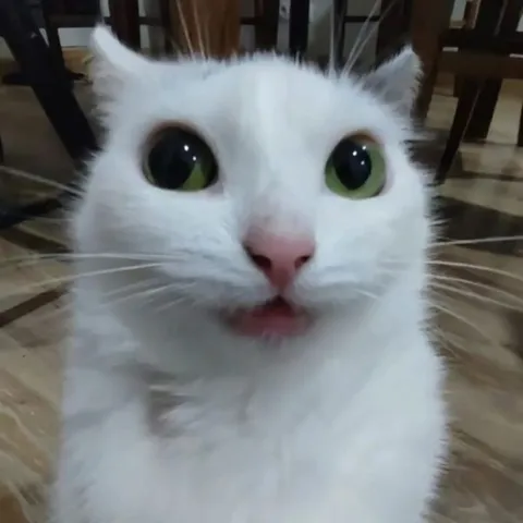 Белый кот с удивлённым взглядом