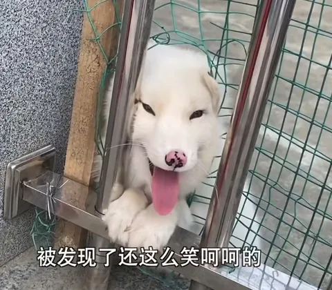 被发现了还在笑的狗
