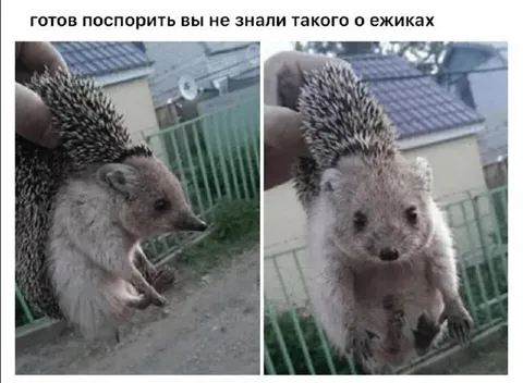 Ежик стоит на задних лапах