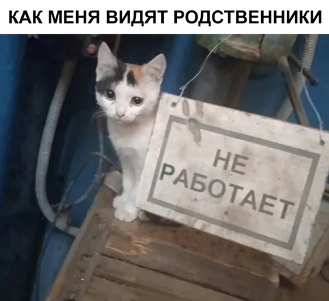 Кот, у которого не работает