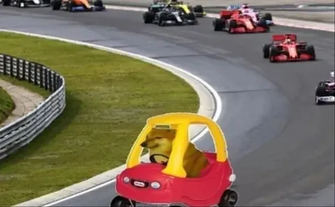 Шиба-ину за рулём на гонках