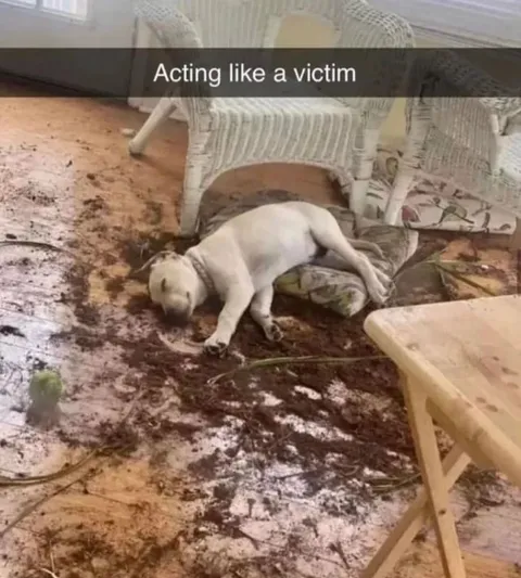 Acting Like a Victim Cat