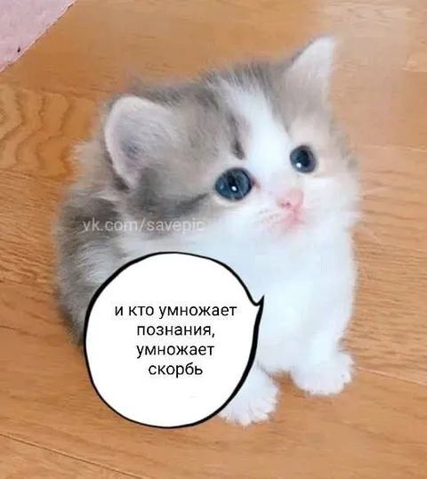 Кот умножает скорбь