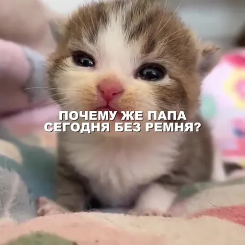 Котёнок простил родителей