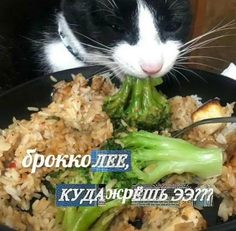 Кот ест брокколи
