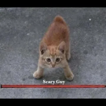 Scary Guy Kitten