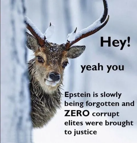 Deer Calls Out Epstein Elite Impunity