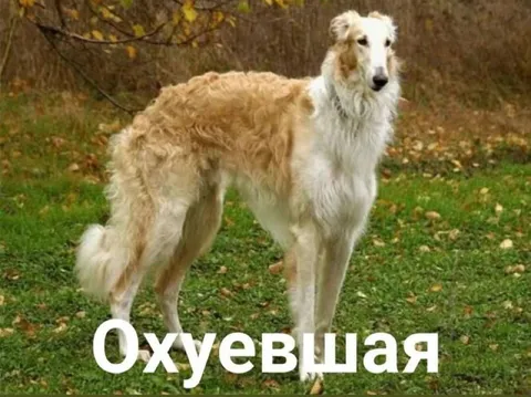 Охуевшая собака