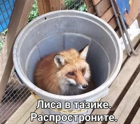 Лиса в тазике, распрoстраните