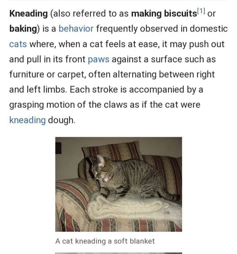 Cat Kneading a Soft Blanket