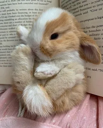 Tiny Bunny Reading a Book