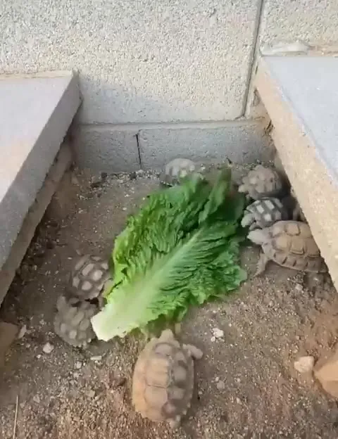 Черепахи атакуют салат