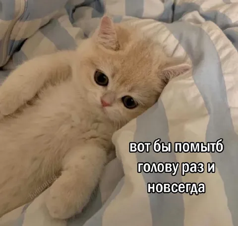 Кот мечтает помыть голову