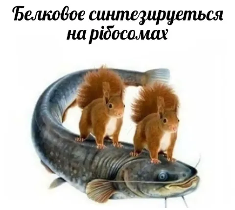 Белковое синтезируется на рибосомах