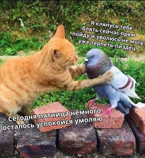 Кот хочет уволиться в пятницу