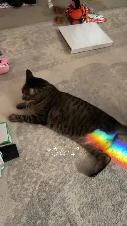 Кот с радужным хвостом