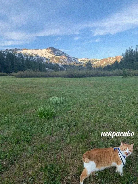 Кот любуется горами
