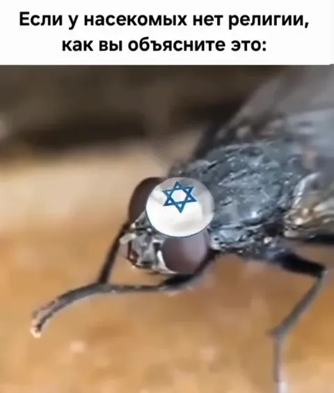 Религиозная муха танцует
