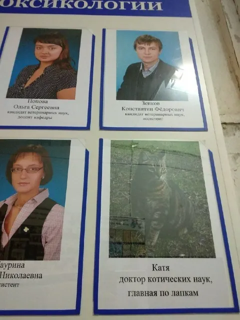 Кошка — доктор котических наук