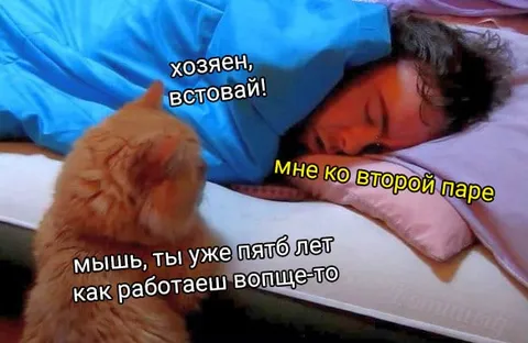 Кот будит хозяина на работу