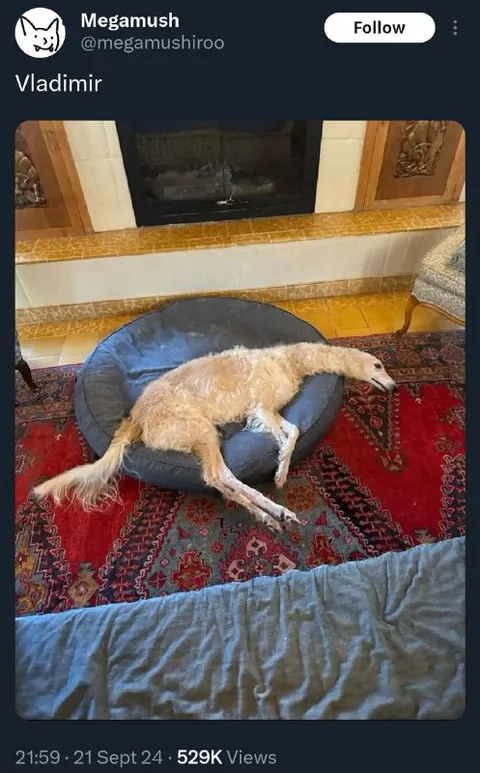 Vladimir the Tired Dog