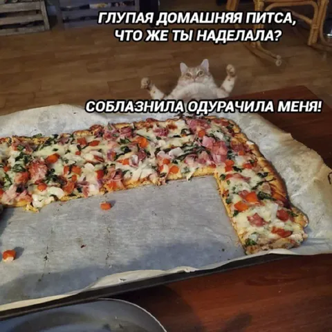 Глупая домашняя питца и кот