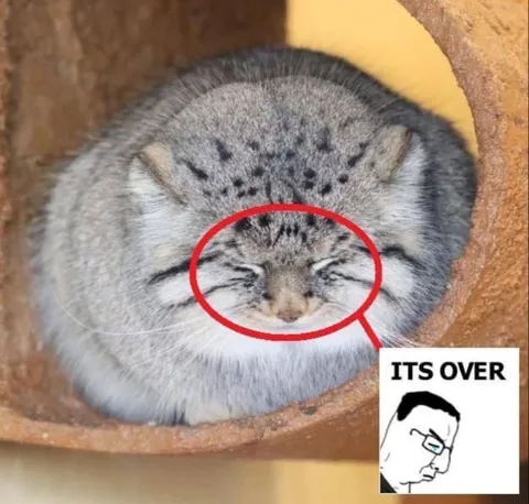 It's Over Cat