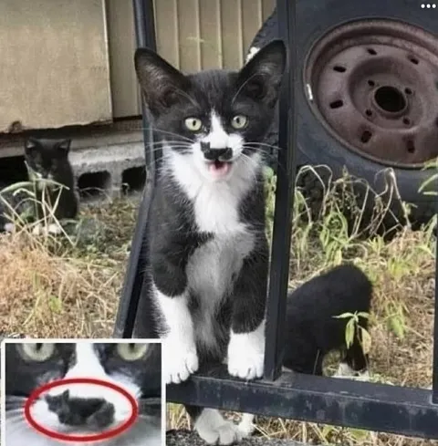 Кот с котом внутри