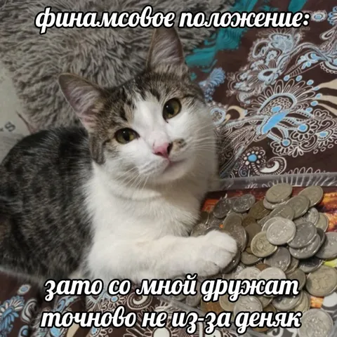 Финансовое положение кота