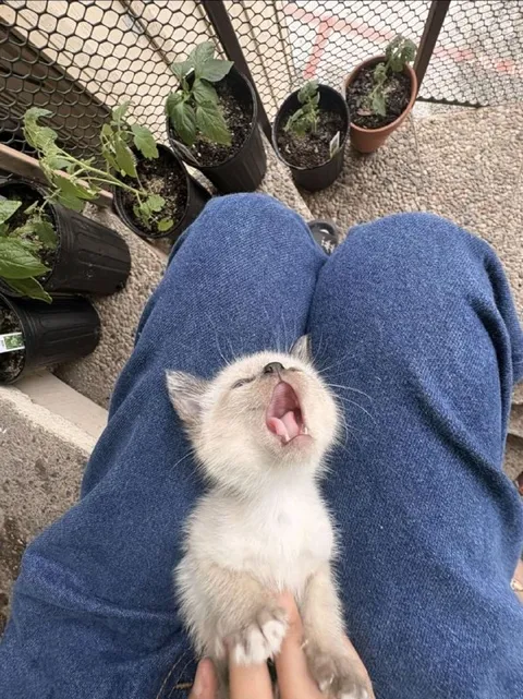 Котёнок сладко зевает