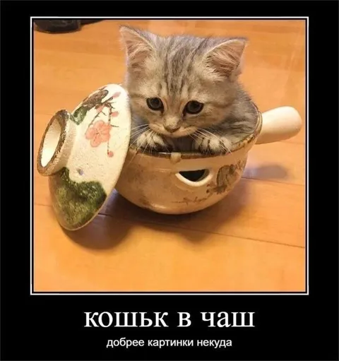 Кошьк в чащ
