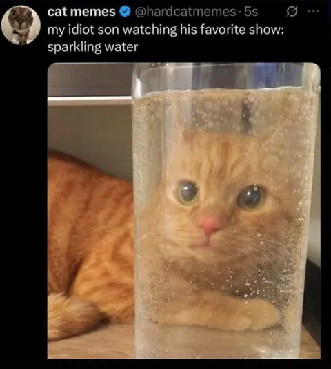 Cat Watching Sparkling Water