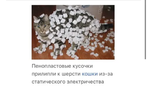 Кошка в пенопластовых кусочках