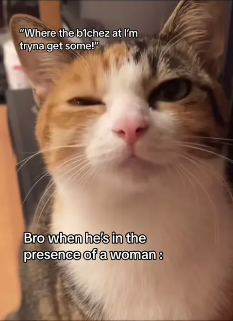 Cat Sees a Woman