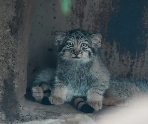 Суровый котёнок манул