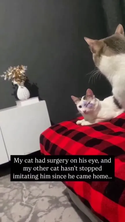 Cat Imitates Eye Surgery