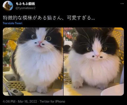特徴的な模様の猫さん