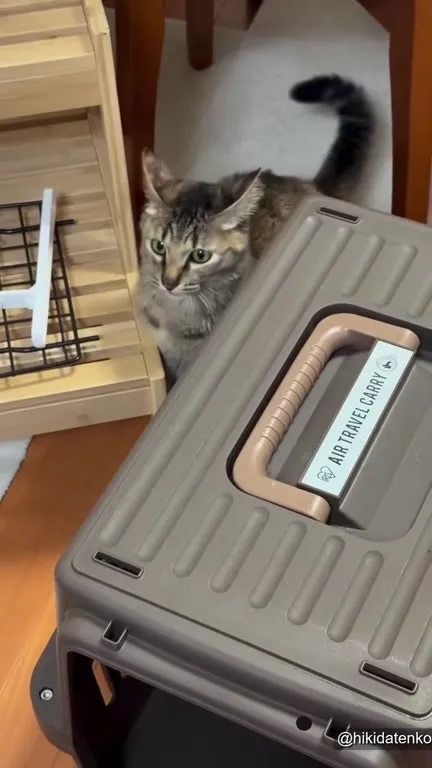 Cat Trapped Behind the Carrier