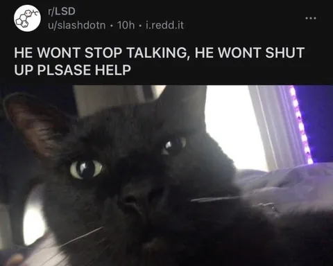 Cat Won’t Stop Talking