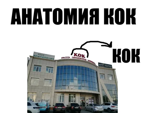 Анатомия кок